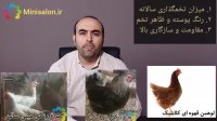 سه فاکتور انتخاب بهترین نژاد مرغ بومی تخمگذار