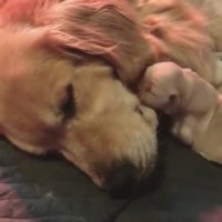 علاقه توله سگ به مادرش