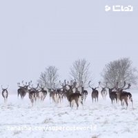 طبیعت زیبا و بی نظیر