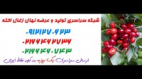 نهال زغال اخته  09121270623 - خرید نهال زغال اخته - فروش نهال زغال اخته - قیمت نهال زغال اخته
