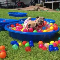 استخر توپ دوست دارن