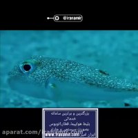 این ماهی باورهای بشر را به چالش می کشاند