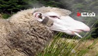 این گوسفند به سیگار اعتیاد دارد!