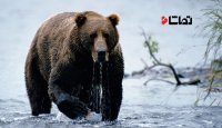 کلیپی جذاب از حملات خرس گریزلی
