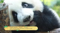 Pandas Are Furry Balls Of Cuteness! | iPanda