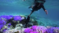غواصی در آبهای مرجانی