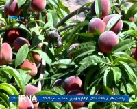  برداشت هلو از باغات کهگیلویه و بویر احمد - مرداد 95