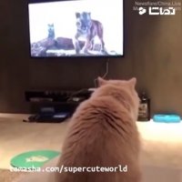 یکی این گربه رو توجیه کنه!