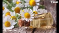 خواص بابونه بهترین برای خانم های شیرده