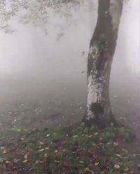 جنگلهای مه آلود رامسر