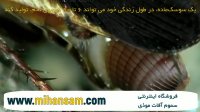 لحظه تخمگذاری سوسک | سم مخصوص دفع سوسک و تخم سوسک