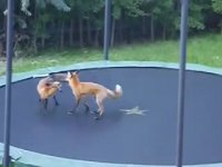 درگیری دو "روباه"