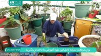 نحوه پرورش گیاه اپارتمانی - اموزش