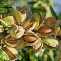 نهالستان سالوسی در میاندوآب