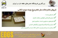 فروش تخم نطفه دار شترمرغ، جهت جوجه کشی موفق