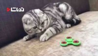 گربه های بانمک و دوست داشتنی - بخش 2