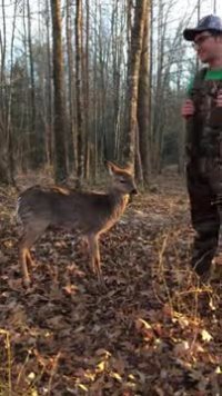 نجات گوزن کوچولو از میان یخ