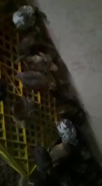 فروش نیمچه مرغ تخمگذار1ماهه محلی 09121986651_09123968671