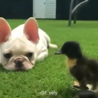 وقتی یه اردک ازت خوشش بیاد