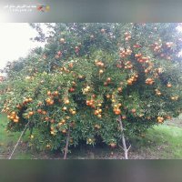 نهالستان احسان قنبری در بابل