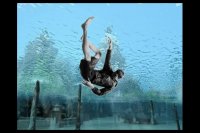 داستان طوطی و بازرگان (رجوع به خواجه تاجر)