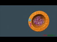 تعیین جنسیت نوزاد توسط علم ژنتیک