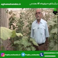 شب پره مینوز گوجه فرنگی