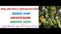 نهال پوملو  09121270623 - خرید نهال پوملو - فروش نهال پوملو - قیمت نهال پوملو