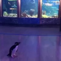 پنگوئن ها تنها در آکواریوم قرنطینه شده