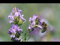 عسل طبیعی ودرمانی