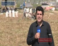 دماوند؛ ثبت رکورد برداشت 90 تن سیب زمینی در هکتار