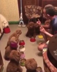 حرف شنوی دسته جمعی حیوانات !