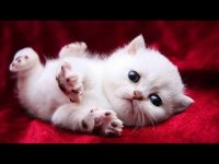 کلیپ خنده دار بامزه ترین و ملوس ترین حیوانات خانگی