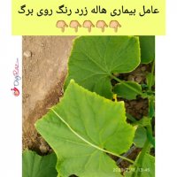 بازدید از گلخانه خیار در سمنان