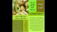 خواص انواع جوانه ( ماش، گندم و شبدر )