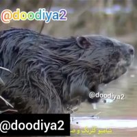 کلیپ راز بقا عربی خیلی باحاله