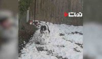 آدم برفی درست کردن سگ ها