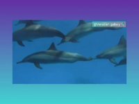 انرژی مثبت دلفین ها