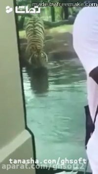 حمله ببر به انسان