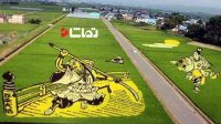 آثار هنری در مزرعه های برنج ژاپن