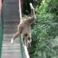 بند بازی گرویل