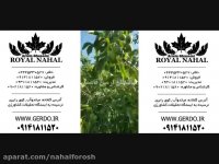 خرید فروش نهالستان نهال گردو چندلر و اسرائیلی 09141811520
