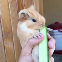 یجوری با اشتها خیار می خوره انگار قرمه سبزیه