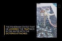 روش جالب یک هشت‌پا برای صید ماهی