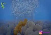 آنزیم در شوینده ها