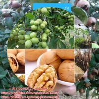 نهالستان ساداتی در قائم شهر