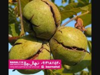 خرید نهال گردو چندلر 09141811520