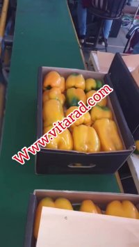 خرید و فروش فلفل دلمه ای صادراتی