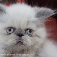 خرید آنلاین گربه