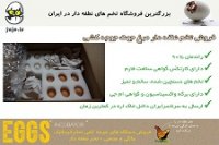 تخم نطفه دار مرغ با راندمان جوجه درآوری 90%
